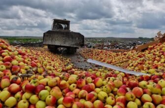 DOC// 120 000 de tone de mere sunt stocate în Moldova. Blogger: Ce face Guvernul cu producătorii ce riscă să falimenteze?