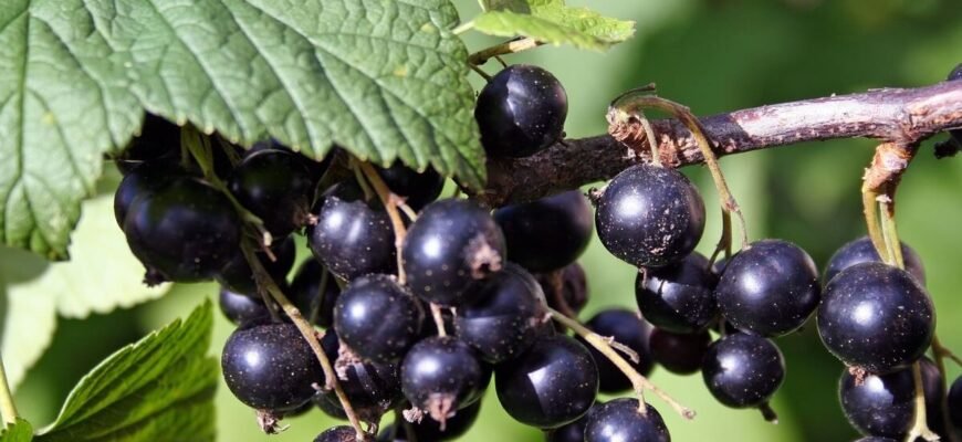 Beneficiile ceaiului de coacăză neagră. Încărcătură semnificativă de vitamina C