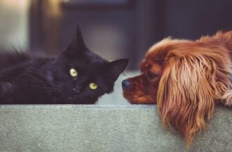 Primăria Chișinău continuă proiectul privind sterilizarea gratuită a animalelor de companie - câini și pisici