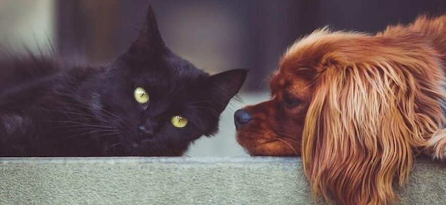 primaria chisinau continua proiectul privind sterilizarea gratuita a animalelor de companie caini si pisici