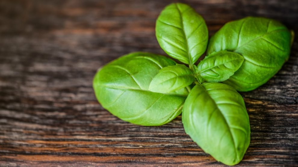 Planta care împiedică deteriorarea creierului: Poate proteja împotriva Alzheimer