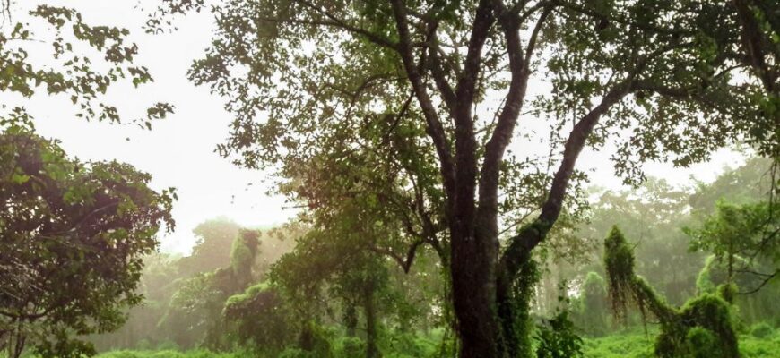 care este cel mai batran animal terestru are peste 190 de ani foto size1