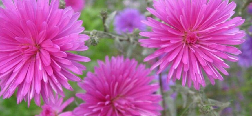 ochiul boului1 990x557 1