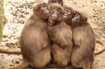 five monkey huddled together outdoor during daytime
