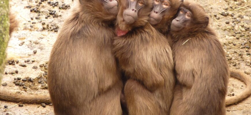 five monkey huddled together outdoor during daytime