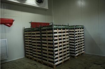 Peste 5 mii de tone de cireșe au fost exportate de producătorii moldoveni în prima jumătate a anului curent