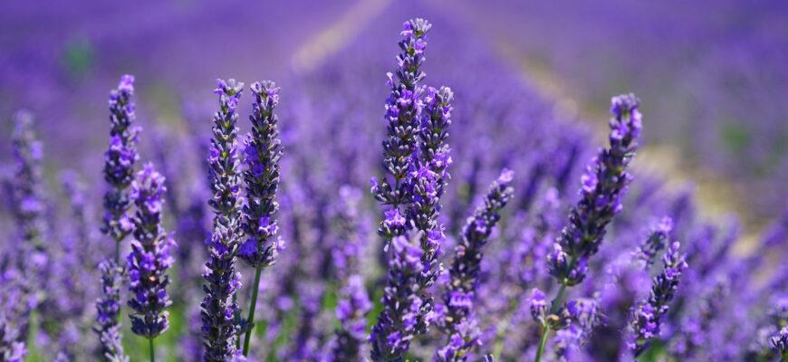 purple petal flowers focus photograph