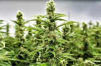 VIDEO// Un laborator de creștere a marijuanei, depistat de polițiști într-un apartament din sectorul Botanica al capitalei