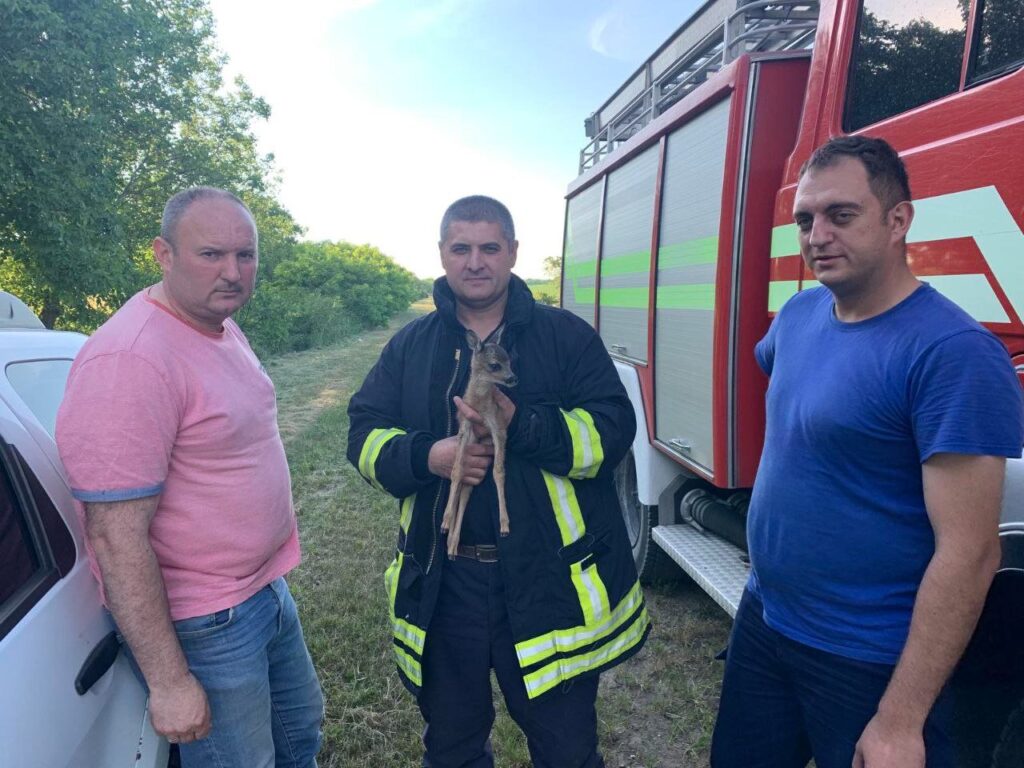 un pui de caprioara a fost salvat de pompieri in urma unui incendiu