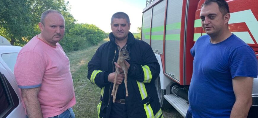 un pui de caprioara a fost salvat de pompieri in urma unui incendiu
