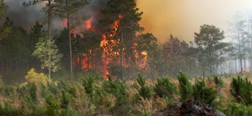 incendii grecia 5 1024x680 1