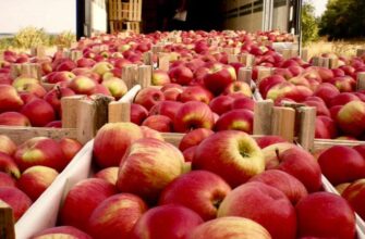 FOTO// Mere ”moldovenești” în cutii poloneze. Slusari: Bătaia de joc față de producătorii agricoli autohtoni continuă 7 mere moldovenesti in cutii poloneze