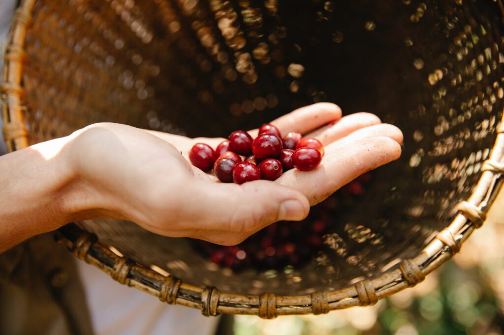 Siropul de vișine pe care trebuie să îl pregătești: Poate rezista până la doi ani 1 crop unrecognizable man showing ripe coffee berries on hand