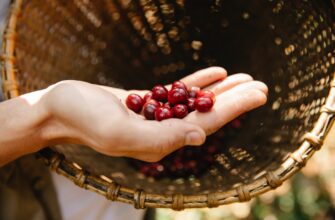crop unrecognizable man showing ripe coffee berries on hand