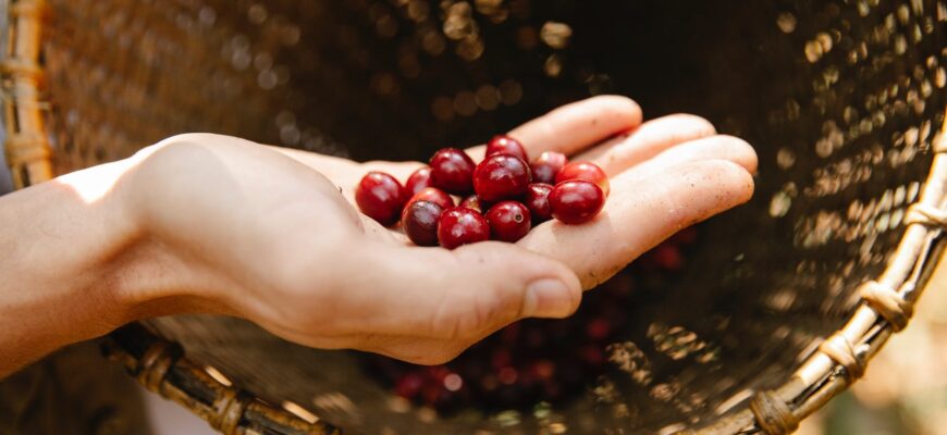 crop unrecognizable man showing ripe coffee berries on hand