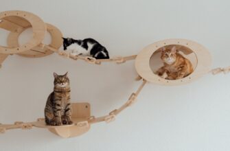 cats hanging out on a wooden bridge