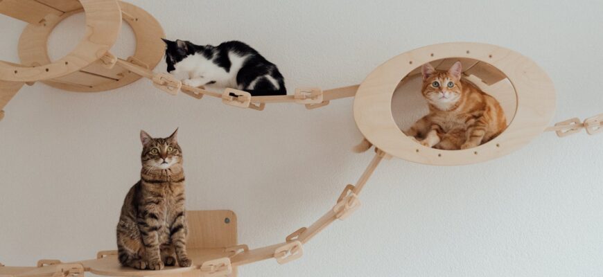 cats hanging out on a wooden bridge