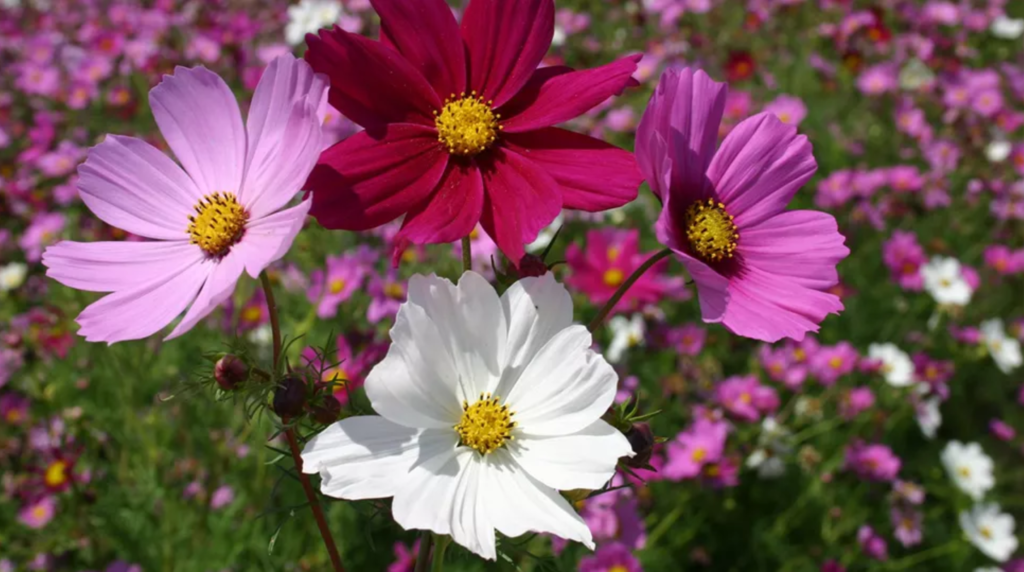 5 flori care rezistă la soare. Te vei bucura de frumusețea lor ani la rând 1 screenshot 2 5