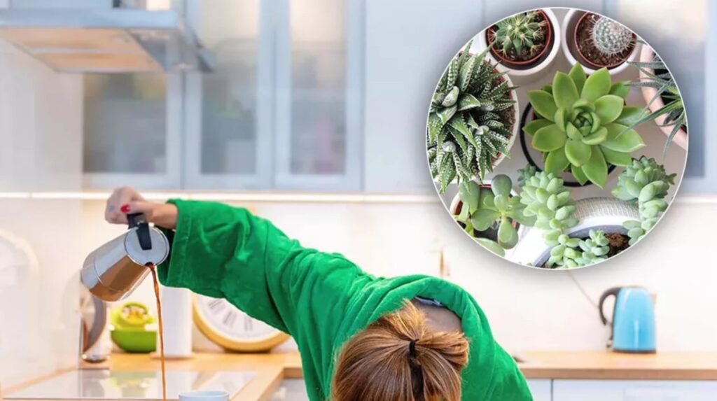 Plantele care alungă oboseala și atrag energia pozitivă în casă. Sunt ideale în orice locuință
