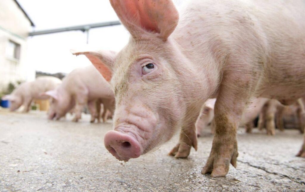 focar de pesta porcina africana in doua localitati