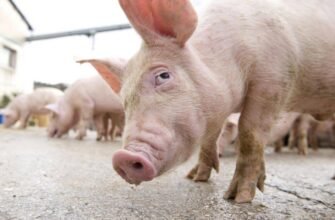 ANSA anunță că în raionul Florești a fost înregistrat un focar de pestă porcină africană