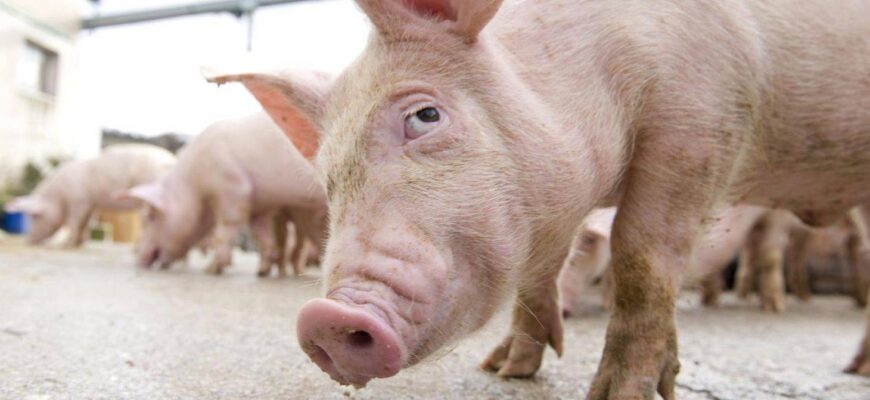 focar de pesta porcina africana in doua localitati