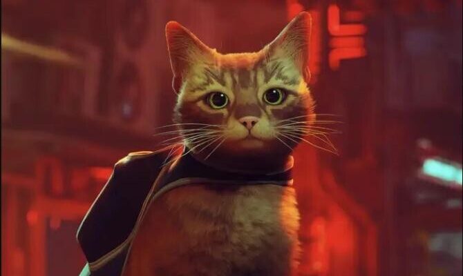 pisica tabby 57464900