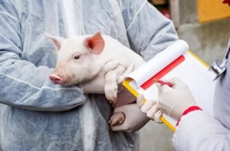 Două focare de pestă porcină africană au fost înregistrate în Anenii Noi și Florești