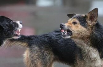 Doi deputați vor merge la un azil pentru a discuta despre problema câinilor fără stăpân din capitală