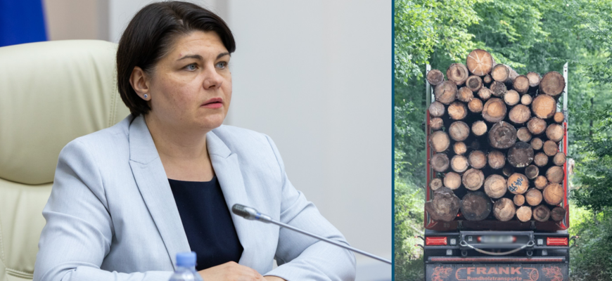 guvern lemne de foc ster natalia gavrilita pas