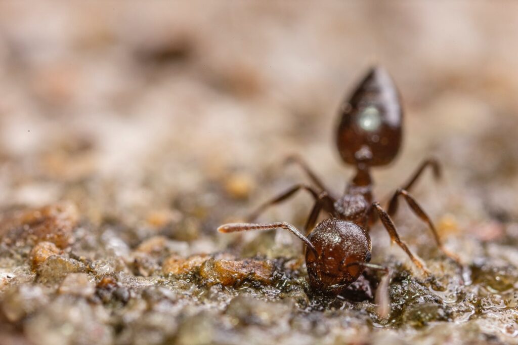 macro photography of ant