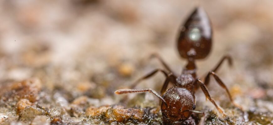 macro photography of ant