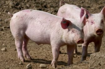 Un bărbat și-a găsit sfârșitul fiind mâncat de viu de porcii din gospodărie