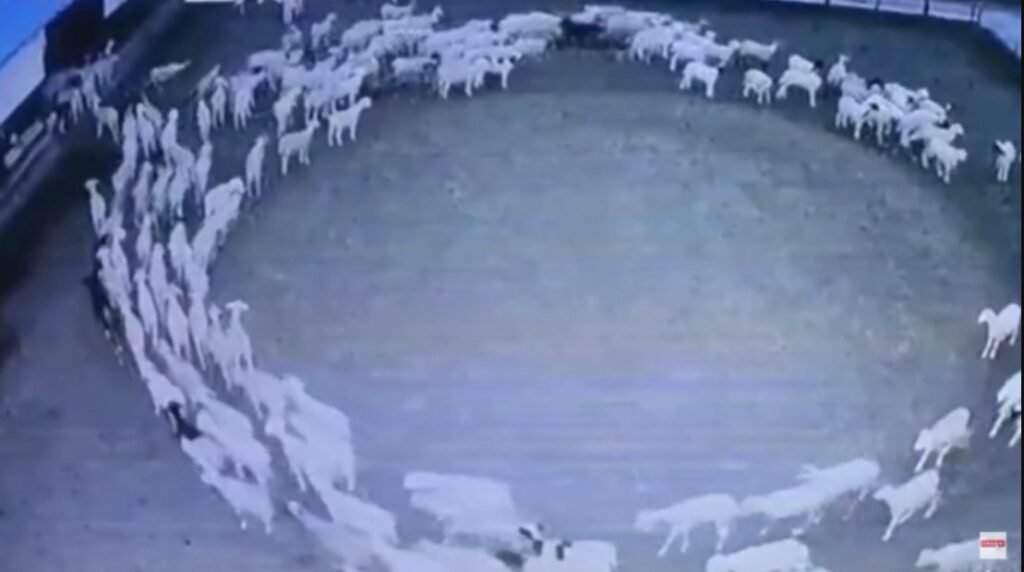VIDEO// Misterul oilor care se plimbă în cerc de 12 zile fără oprire. O oaie buclucașă a fost arestată
