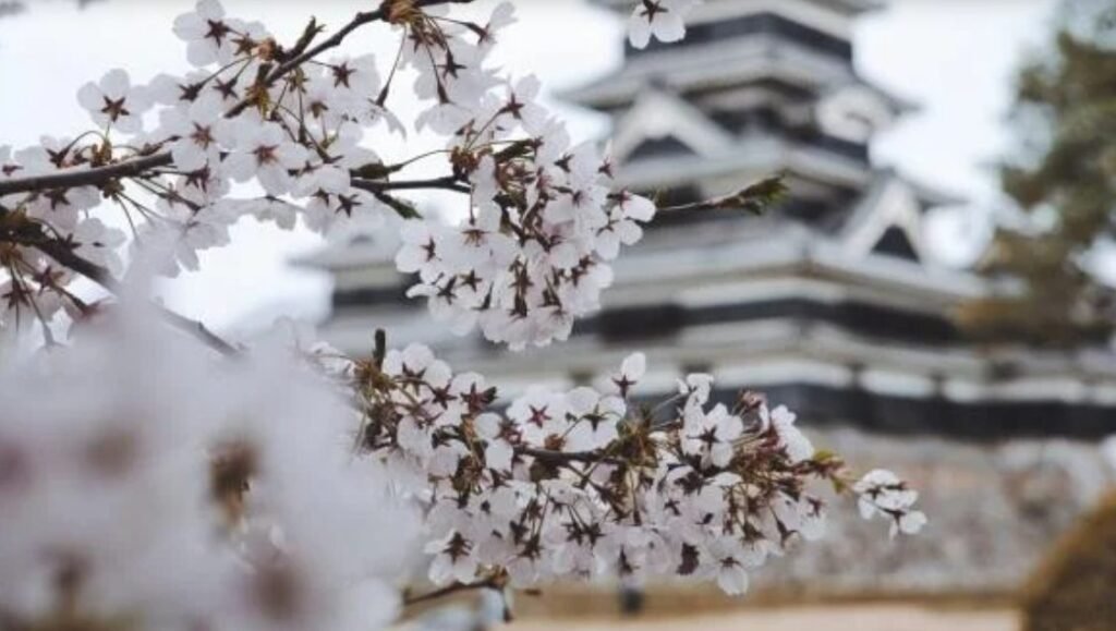 Funcţionarii publici din Japonia, mutaţi la munca pe câmp. Niponii duc lipsă de forţă de muncă