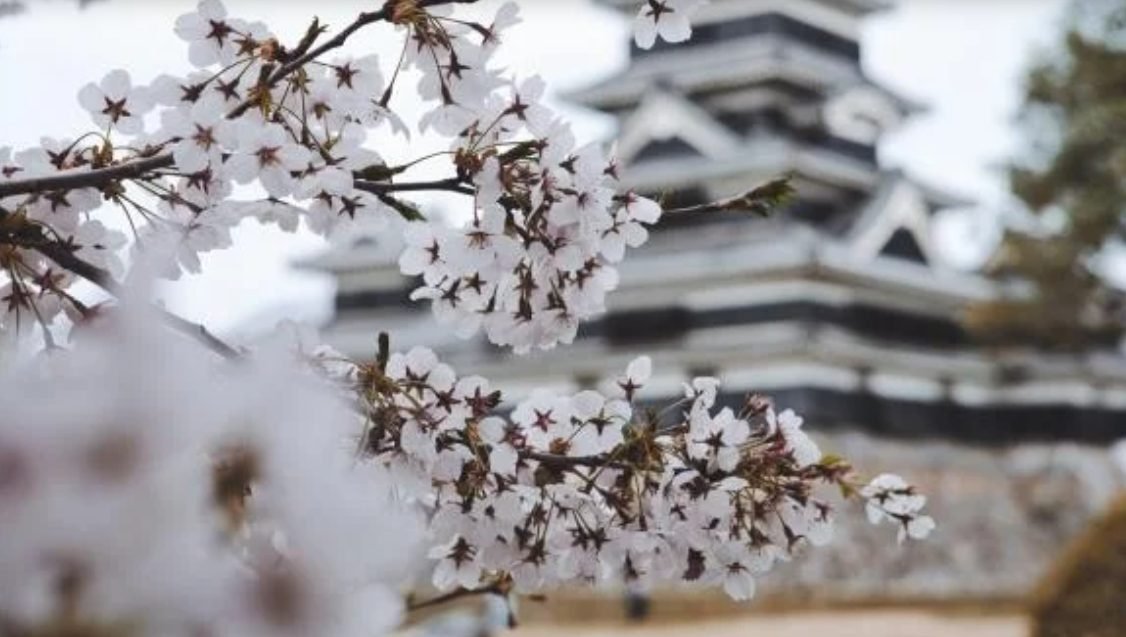 Funcţionarii publici din Japonia, mutaţi la munca pe câmp. Niponii duc lipsă de forţă de muncă
