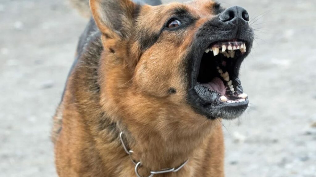 caine rau 1280x720 1