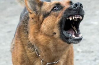 Copil de 10 ani, în stare critică după ce a fost atacat de câini. A fost găsit plin de sânge pe marginea drumului