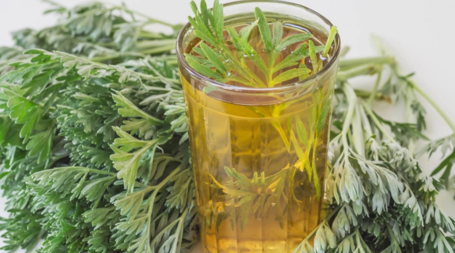 Ceaiul de pelin - proprietăți medicinale importante pentru organism. Care sunt contraindicațiile consumului acestei plante
