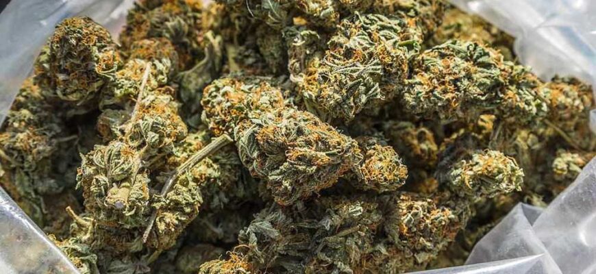 how to recognize 6 types of marijuana