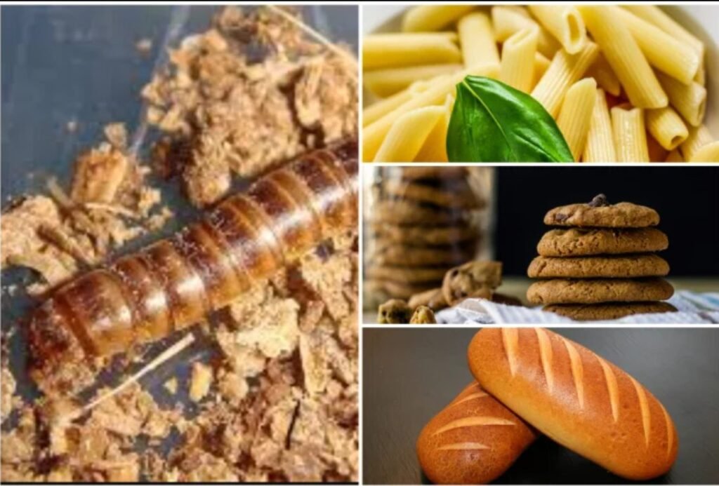 Larva gândacului de bălegar, a patra insectă aprobată ca aliment în UE. Se va pune în pâine, paste, prăjituri sau chipsuri
