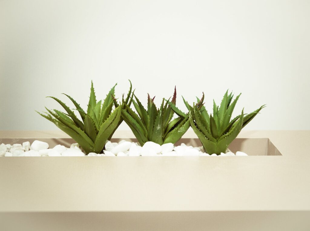 Aloe vera - planta minune pentru digestie și hidratare. Experții dezvăluie proprietățile terapeutice ale acestei plante populare 1 three green aloe vera plants
