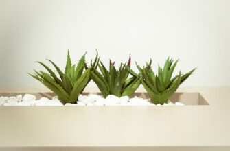 three green aloe vera plants
