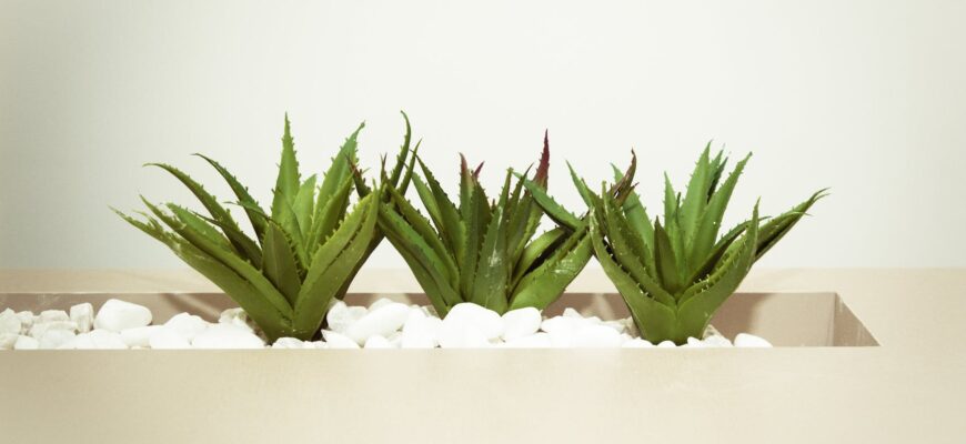 three green aloe vera plants