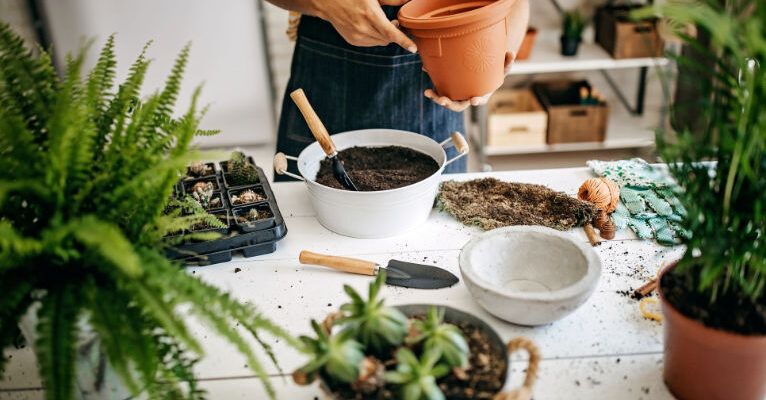 scortisoara pe frunzele