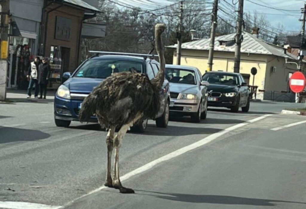 FOTO// Imagini virale: Un struț scăpat dintr-o mașină s-a plimbat prin centrul orașului