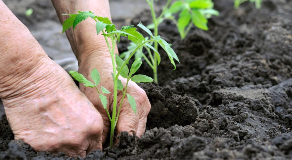cand se planteaza rasadurile de rosii