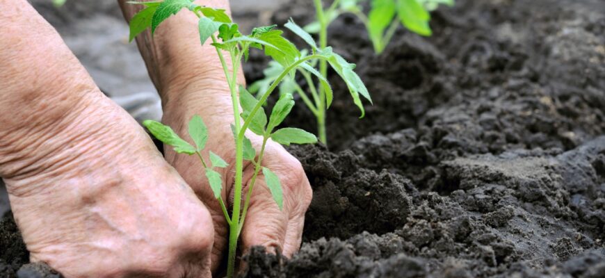 cand se planteaza rasadurile de rosii