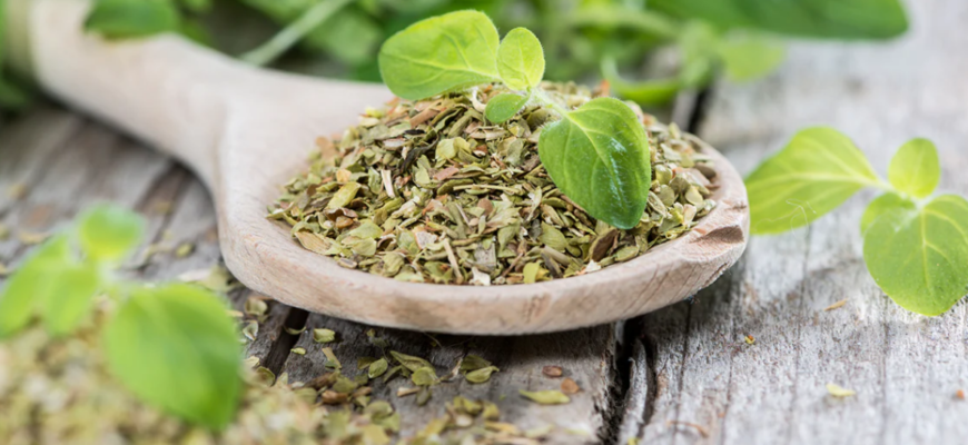 frunzele de oregano