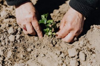 crop photo of person planting seedling in garden soil